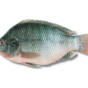 Telapiya Fresh Local Cultured 400gm+