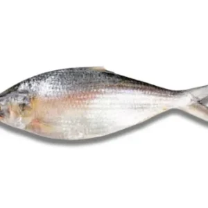 Hilsha Fresh Local Captured (900-999 gm)