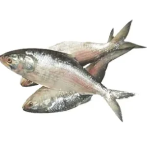 Hilsha Fresh Local Captured (400-499 gm)