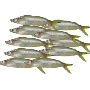 Batashi Fresh Local Captured